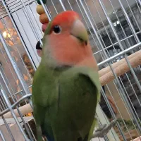 کوتوله برزیلی ۵ رنگ|پرنده|اصفهان, پوریای ولی|دیوار