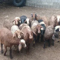 ۱۵راس بره گوسفند دونه ای ۵۸۰۰تومن یکسره