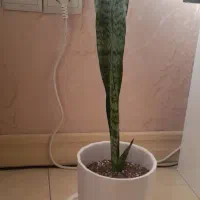 گلهای بسیار شاداب و زیبا|گل و گیاه طبیعی|پرند, فاز ۴|دیوار