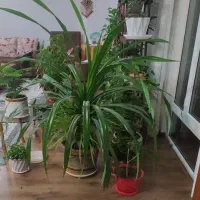 گل پاندانوس بزرگ|گل و گیاه طبیعی|مبارکه, |دیوار