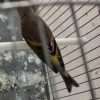 سهره قناری نر آبدانان|پرنده|ایلام, |دیوار