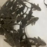 لجن خوار ،کت اسپرت