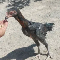 جوجه خروس لاری