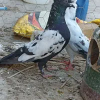 کبوتر|پرنده|سراوان, |دیوار