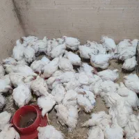 مرغ زنده کیلویی 145 تومن