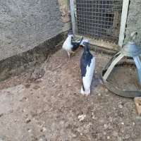 یک جفت چپ سیاه نروماده بدون عیب|پرنده|رادکان, |دیوار