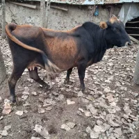 گاو محلی ماده