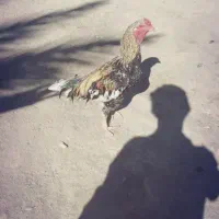 خروس لاری فروشی ومعامله ای