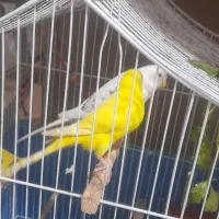 مرغ عشق|پرنده|لوندویل, |دیوار