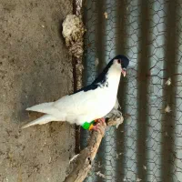 کبوتر|پرنده|تاکستان, |دیوار