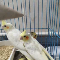 عروس هلندی سرلاکی و دون خور