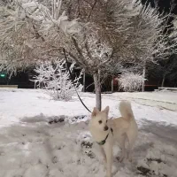 سگ اشپیتز ۲ ساله شناسنامه دار