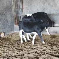 گاو شیری جوان همراه گوساله|حیوانات مزرعه|شال, |دیوار