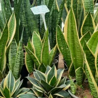 سانسوریا ، پتوس ، سرخس ،کروتون|گل و گیاه طبیعی|مشکیندشت, |دیوار