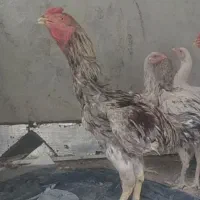 خروس لاری