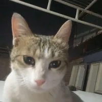 گربه معلول گم شده