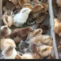 جوجه یک روزه گلپایگانی درجه یک