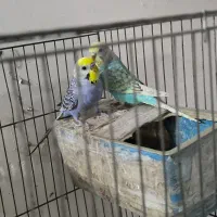 جفت مرغ عشق رینبو مولد|پرنده|بندر ماهشهر, |دیوار