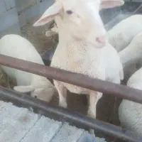 بره نرلاکن|حیوانات مزرعه|ارسنجان, |دیوار