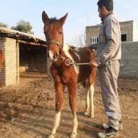 اسب ترکمن