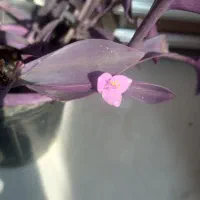 گل ناز یخی و برگ بیدی