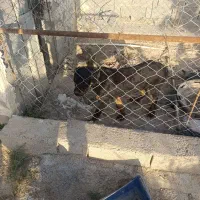 حیوان|سگ|بندر ماهشهر, |دیوار