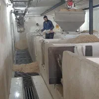 برنجکوبی متین