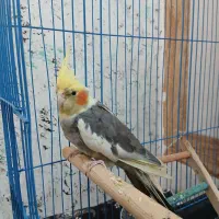 عروس هلندی نر