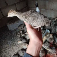 جوجه بوقلمون 35 روزه برنز اصل