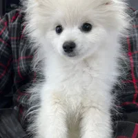 واگذاری سگ پامرعروسکی