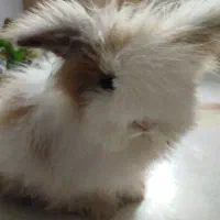 خرگوش لپ بازیگوش