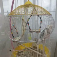 فروش عروس هلندی ، نر و ماده (جفت)|پرنده|آستارا, |دیوار