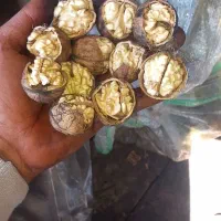 خریدوفروش گردو