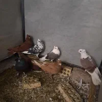 کبوتر پرشی|پرنده|خرم‌آباد, |دیوار