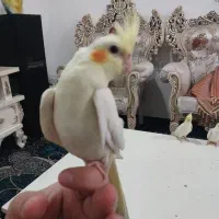 عروس هلندی لوتینو چشم شرابی رام و دستی|پرنده|شهریار, شهرک بهاران (ویره)|دیوار