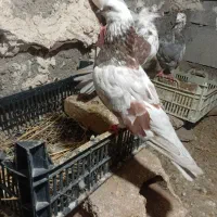 کبوتر|پرنده|ماکو, |دیوار