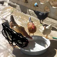 مرغ وخروس|حیوانات مزرعه|سرپل ذهاب, |دیوار