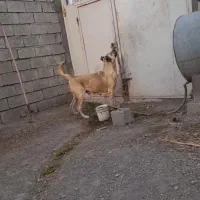 گم شدن سگ|سگ|الیگودرز, |دیوار