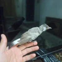 پرنده|پرنده|شیراز, اصلاح‌نژاد|دیوار