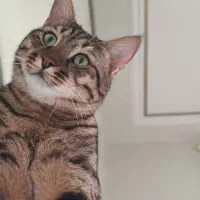 واگذاری گربه