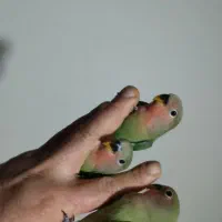 طوطی برزیلی|پرنده|ماهدشت, |دیوار