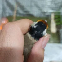 سهره اس عطیقه|پرنده|تهران, مسعودیه|دیوار