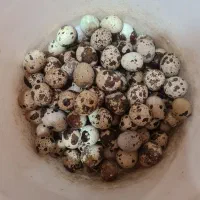 تخم بلدرچین  نطفه دار و بدون نطفه