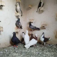 راهنمایی جوجه کفتر