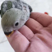 جوجه کوتوله برزیلی