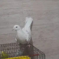 سلام