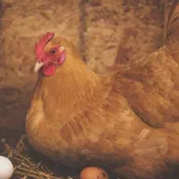 فروش مرغ جوجه وخروس|حیوانات مزرعه|جوانرود, |دیوار