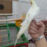 عروس هلندی|پرنده|شوط, |دیوار