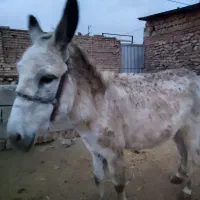 الاغ