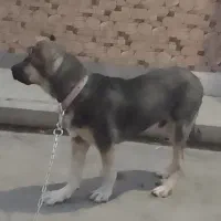 توله سگ ۵ ماهه|سگ|کرج, گلشهر|دیوار